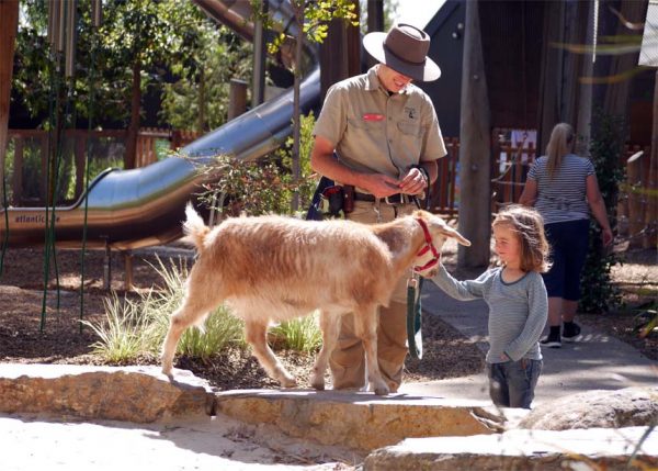 Ein Kind streichelt eine Ziege im Adelaide Zoo