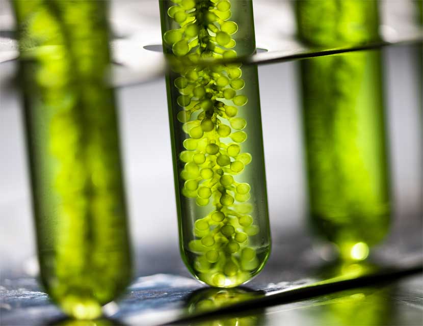 Algen werden in einem Labor untersucht