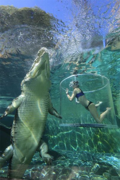 Eine Plexiglasröhre mit einer Frau vor einem Krokodil im Crocosaurus Cove in Darwin