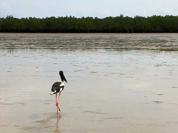 Ein Jabiru im Sumpfgebiet des Darwin Harbour