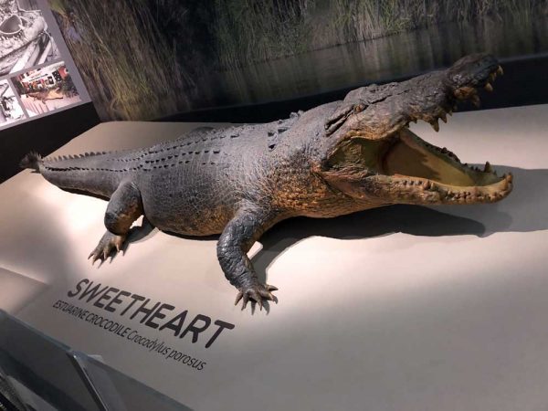 Krokodil Sweetheart im Museum and Art Gallery of the Northern Territory
