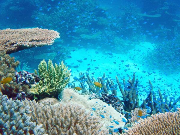 Bunte Fischschwärme und Korallen am Wheeler Reef