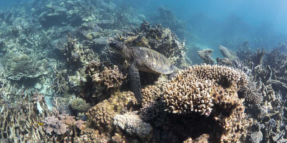 Schildkröte im Meer um Australien