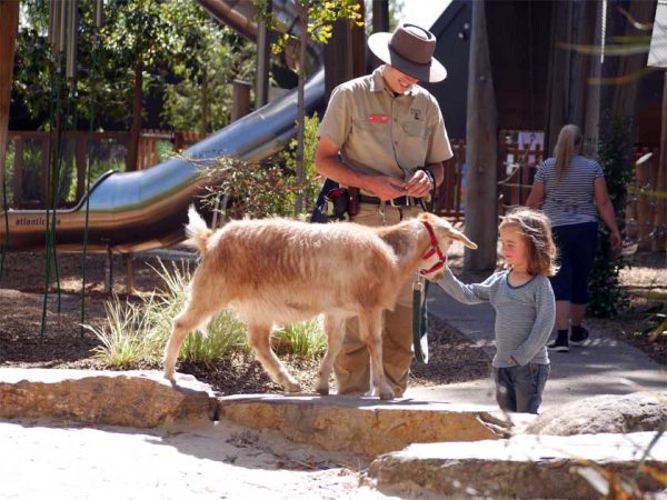 Ein Kind im Zoo von Adelaide mit einem Ranger und einer Ziege