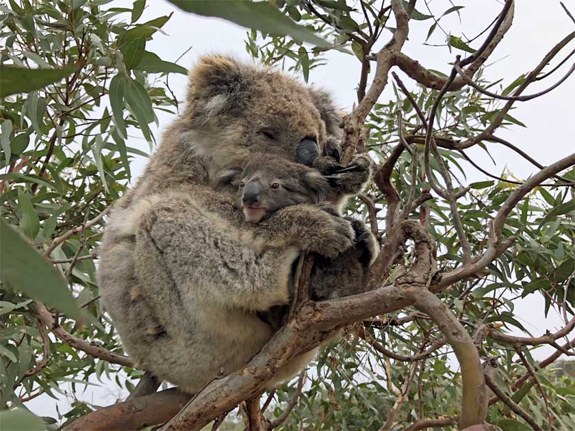 Eine Koala-Mutter mit ihrem Jungen im Arm auf einem eukalyptusbaum