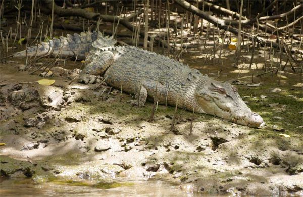Ein Krokodil liegt an einem Flussufer im Daintree-Nationalparks.