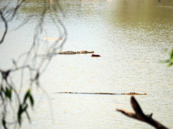 Krokodile im East Alligator River, Kakadu Nationalpark