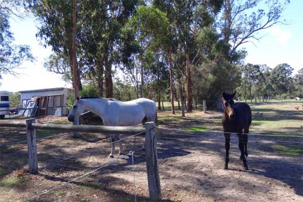 Eine Pferdekoppel in New South Wales, Australien