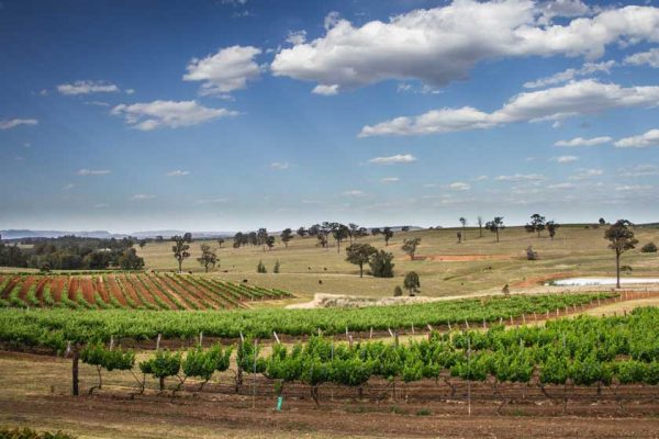 Blick auf Weinreben im Hunter Valley in New South Wales 