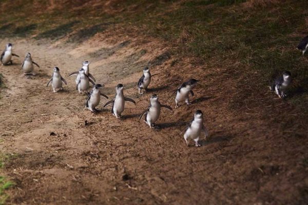 Die Penguin Parade auf Phillip Island
