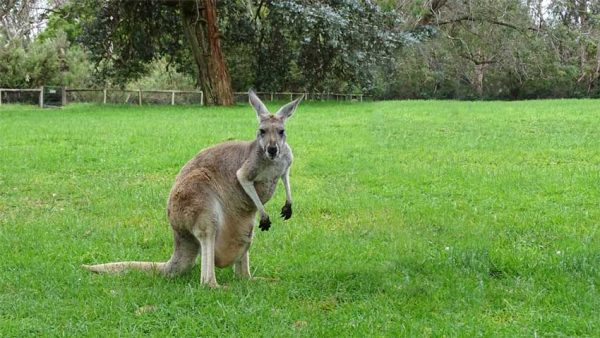 Känguru auf einem Campingplatz in Australien