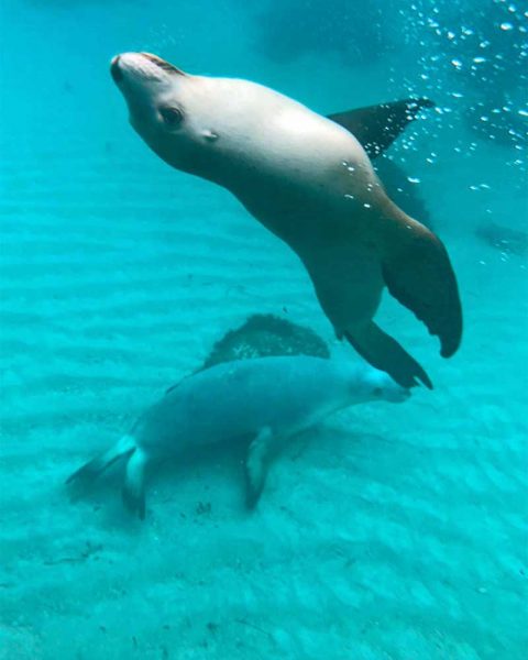 Mit Seelöwen schwimmen & tauchen in South Australia