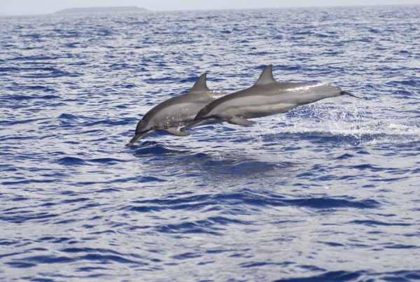 Spinner Delfine springen aus dem Wasser am Great Barrier Reef