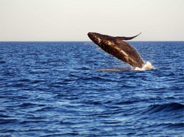 Ein Wal springt aus dem Meer am Ningaloo Reef