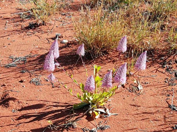 Blumen in der Wildflower Season in Western Australia