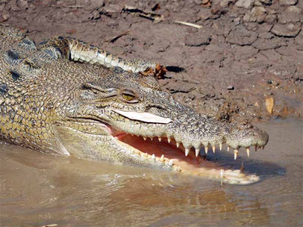 Saltwater Crocodile im Kakadu Nationalpark