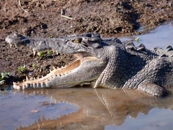 Salzwasser Krokodil auf der Yellow Water Cruise
