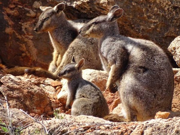 Schwarzpfoten Felskänguru, Yardie Creek Gorge, Western Australia