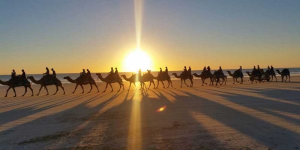 Broome Camel Sunset Tour, Westaustralien 