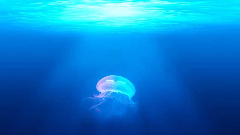 Qualle (Jellyfish) im Meer