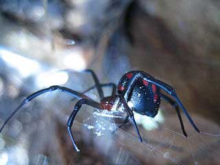 Red Back Spider