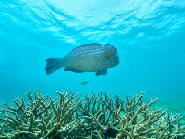 Ein Bumphead-Parrotfish im Meer am Great Barrier Reef in Australien/ ©Photo: Envavto Ein Bumphead-Parrotfish im Meer am Great Barrier Reef in Australien